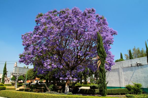 Cost of Jacaranda Pruning in Zionsville