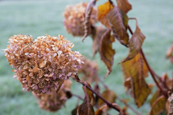 Cost of Hydrangea Removal in Zionsville