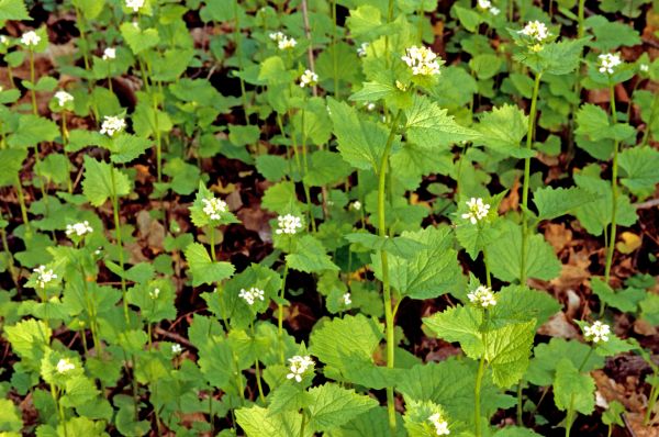 Cost of Garlic Mustard Removal in Zionsville