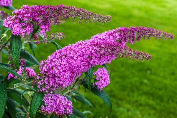 Cost of Butterfly Bush Removal in Zionsville