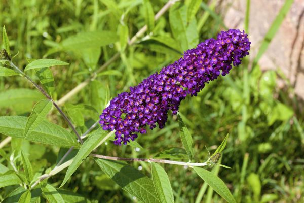 Cost of Butterfly Bush Pruning in Zionsville
