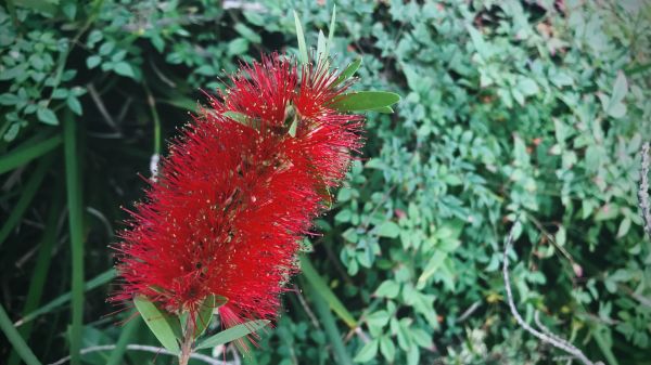 Cost of Bottlebrush Pruning in Zionsville