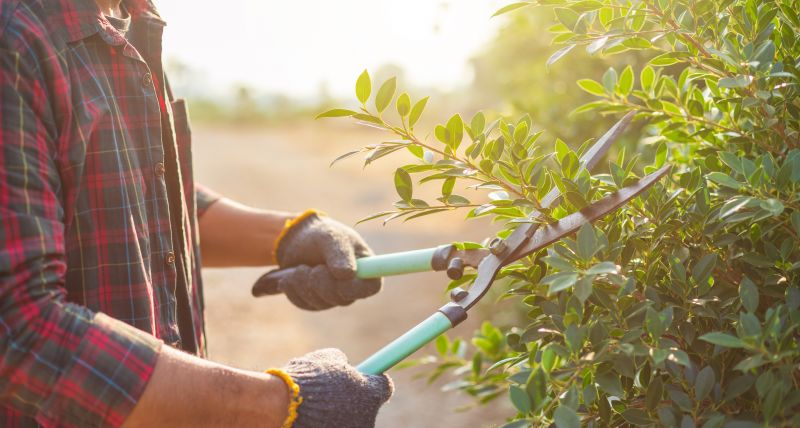 Shrub Trimming Tools